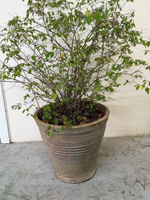 Lot 245 - Terracotta planter with ring detail H50cm